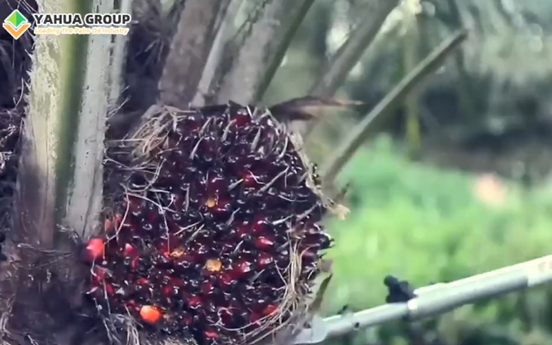 How Palm Oil Machine Work