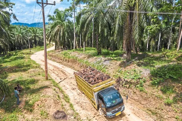 Indonesia Palm Oil Use Surges as Exports Fall
